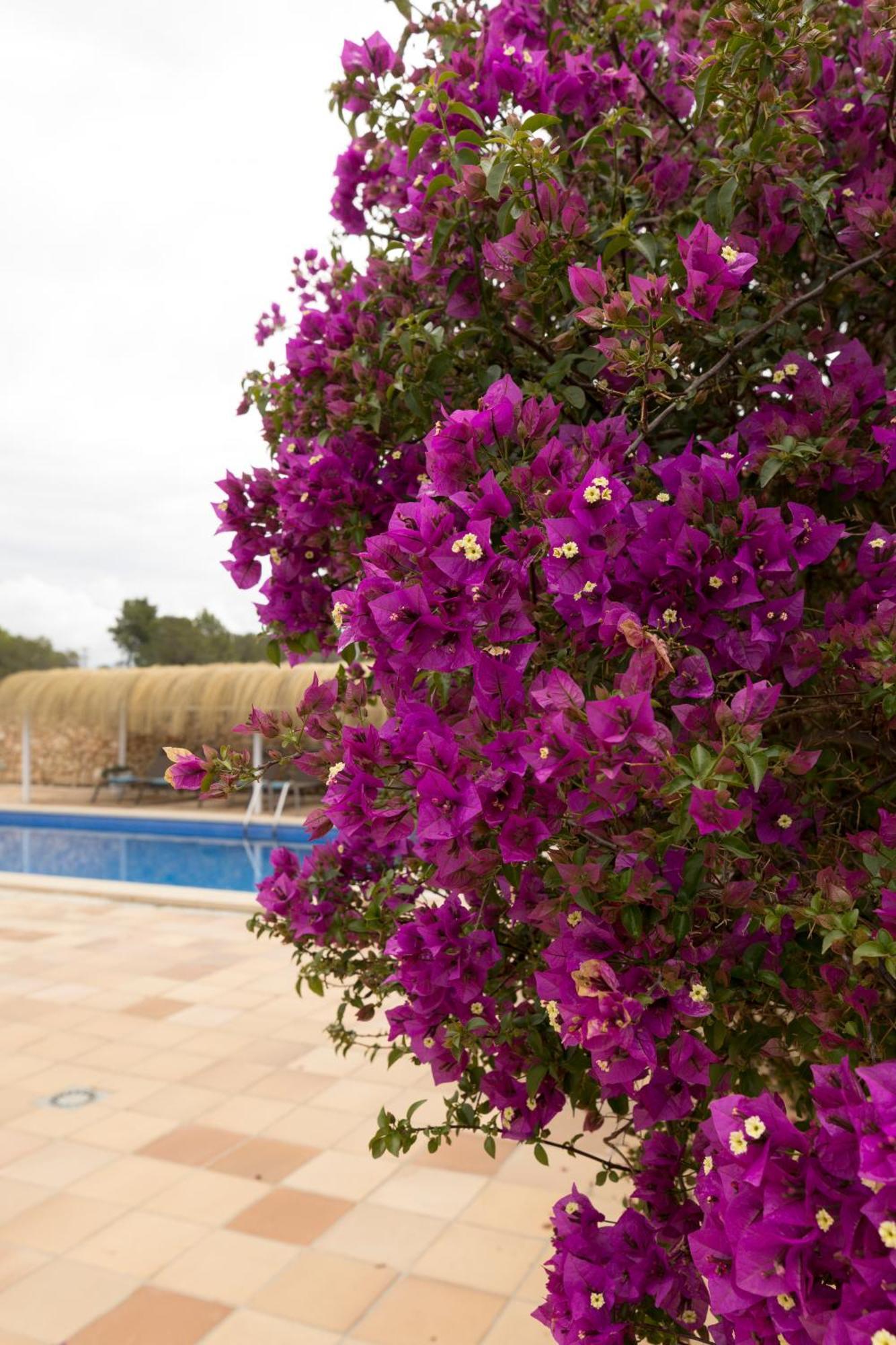 Villa Mestral Alcudia  Bagian luar foto